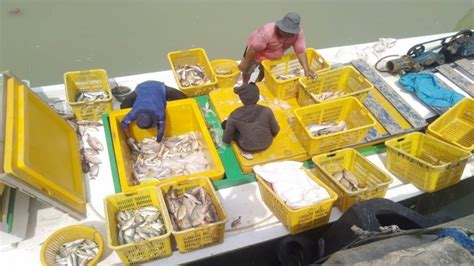 Aktivitas Pembongkaran Ikan Hasil Tangkapan Nelayan Di Dermaga