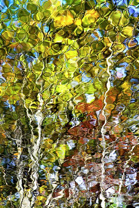 Abstract Tree Reflection Photograph By Christina Rollo Fine Art America
