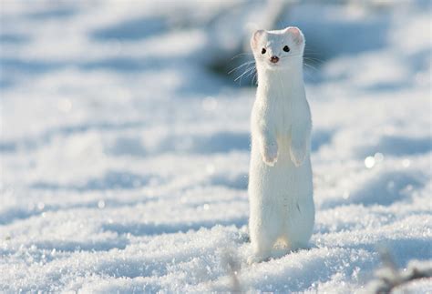 White Short Tailed Weasel Photo One Big Photo