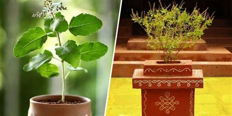 How To Grow Tulsi Plant At Home In 7 Easy Steps