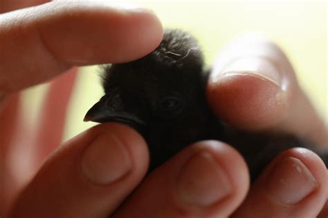 Presenting Our Grandchicks The Bubble Joy