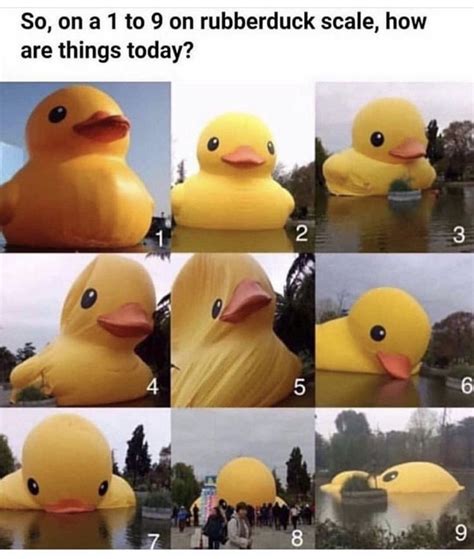 Pin By Saims On 1 A Quotes And Memes Rubber Duck Duck How Are Things
