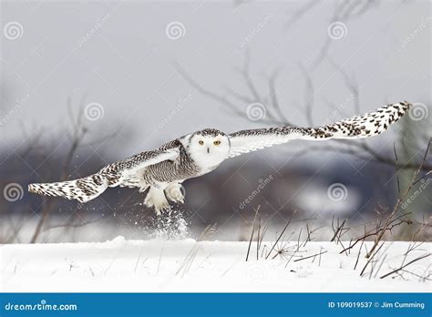 A Snowy Owl Bubo Scandiacus Spreads Its Wings And Prepares To Lift Off