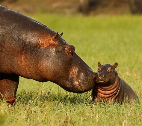 Do You Know These Facts About Hippos Earth Rangers