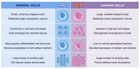Let's review the process of cell division and apply our understanding of the cell cycle to a common directions: Cancer Cells | BioNinja