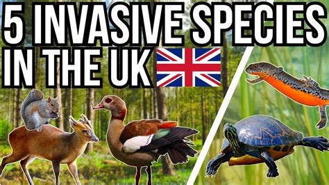 5 Invasive And Introduced Species In The Uk Youtube