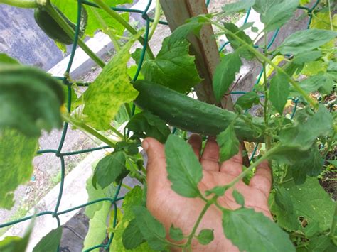 El calabacín es bajo en calorías, por lo que aporta menos grasa al cuerpo, ya que mayormente es agua; TanamSendiri.com -- Grow Your Own: Tomato Ceri dan Timun ...
