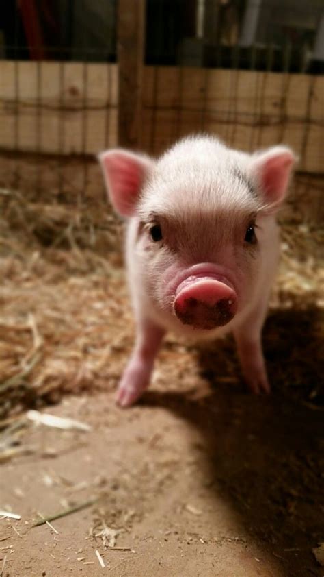 Baby Potbelly♡♡ Nemo ~ Cute Animals Mini Pigs Cute Pigs