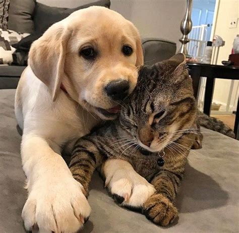 24 Cats And Dogs Who Fell In Love With Each Other The Frisky Puppies