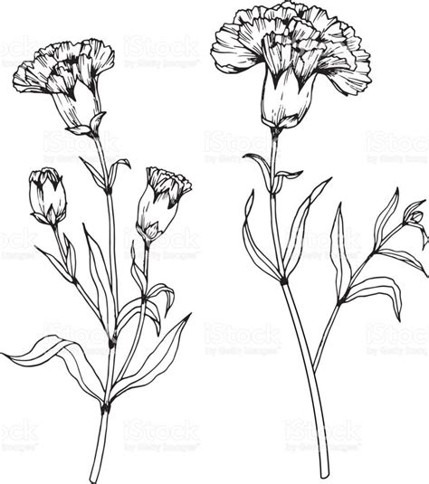 Image Result For Drawings Of Carnations In Black And White Carnation