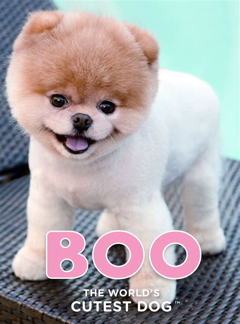 Boo The Worlds Cutest Dog™ ｜ Tact Communications Inc