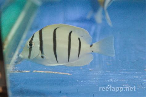 Acanthurus triostegus (Convict Tang)