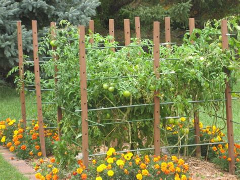 10 Tomato Garden Ideas Simphome