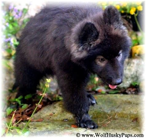 Black Woolly Eastern Timber Wolf Cross Puppy Available Timber Wolf
