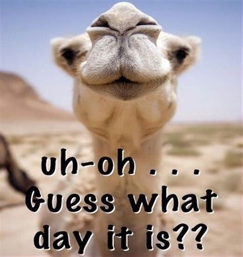 Camel By Camel Meme Guess Wednesday Hump Happy Quotes Uh Oh Camel Quote Funny Morning Humor
