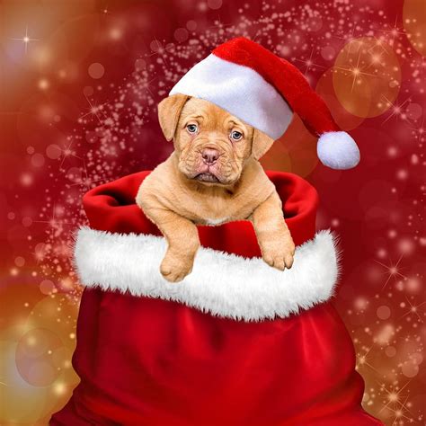 Hd Wallpaper Dog Wearing Christmas Hat Wallpaper Ts Dogs