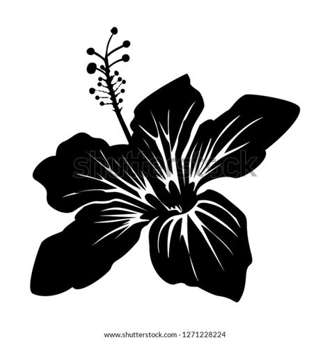 Hibiscus Flower Vector Black White Stock Vector Royalty Free