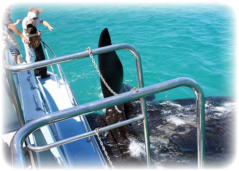 Hermanus Whale Watching: Coastal Charm and Marine Life 4