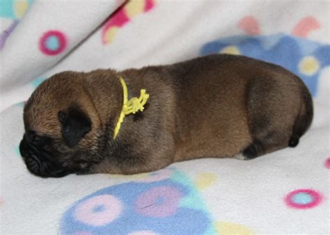 Use the search tool below and browse adoptable. FD Farms Bullmastiff Puppies for sale in Ohio