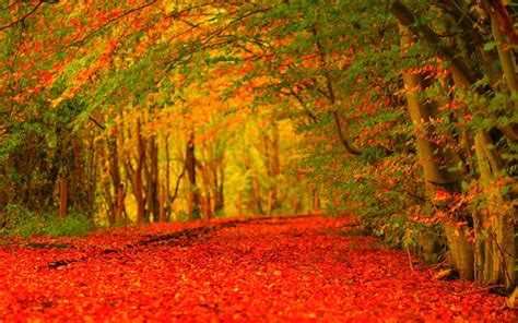Autumn Wallpaper Hd ·① Download Free Wallpapers For Desktop Mobile Laptop In Any Resolution