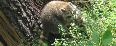 These raccoon control tips will help keep these creatures away: Do raccoons hibernate?