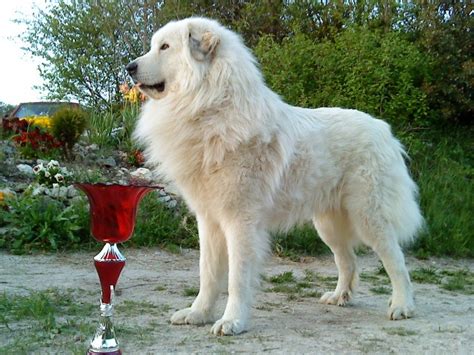 Il fait partie des races géantes. Chien - Elevage du Haras de Chante-Neige - eleveur de ...