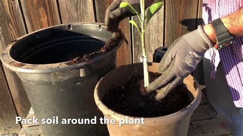 There are other workarounds like cutting a 3 inch hole in a square piece of wood, etc. How To Plant An Entry Sized Citrus Tree into a Bigger Pot ...