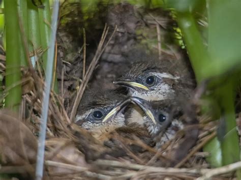 Carolina Wren Nesting A Complete Guide Birdfact