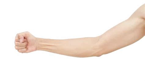 Arm Vs Forearm Whats The Real Difference