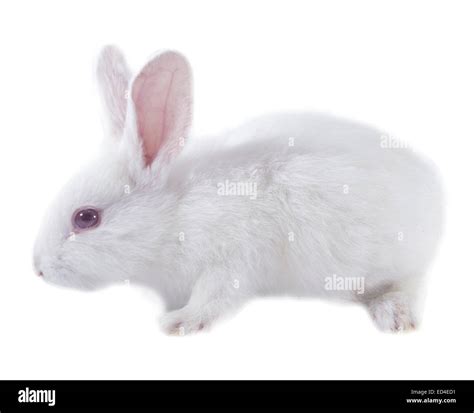 Fluf Cut Out Stock Images And Pictures Alamy