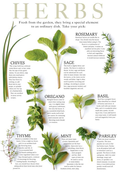 Herbs To Plant Together Chart