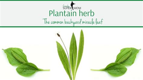 Plantain Herb