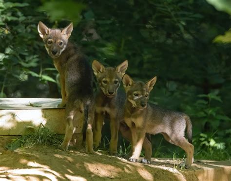 Endangered Red Wolves Born At Lbls Woodlands Nature Station Whvo Fm