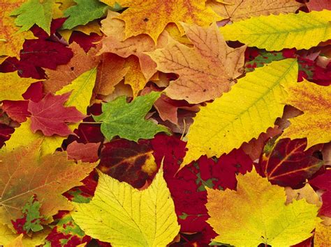 62 Autumn Leaves Wallpapers Wallpapersafari