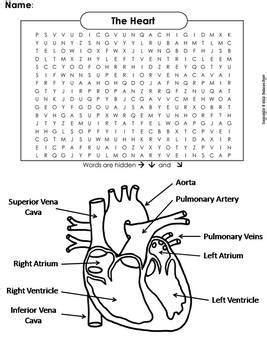 Read the clues that are given and write the missing ones. Human Body Systems: Anatomy Word Search Bundle by Science ...