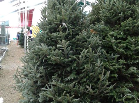 live christmas trees for sale near me - Google Search | Live christmas ...