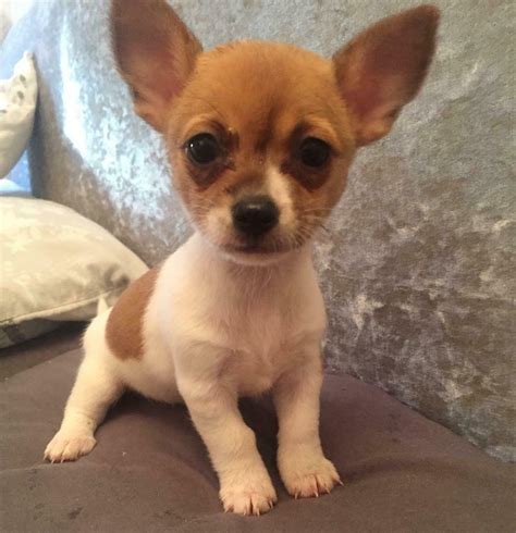 It is a cross breed of a jack russell terrier and a chihuahua. ⭐️LAST ONE⭐️ Jack russell x chihuahua puppies | in Wigan, Manchester | Gumtree