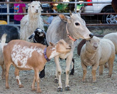 It's thanksgiving time, and it's the best time of the year to go apple picking, exploring orchards, drinking cider, eating pies, and of course, heading over to the petting zoos! Rent a Pony & Petting Zoo (& Puppies too!)