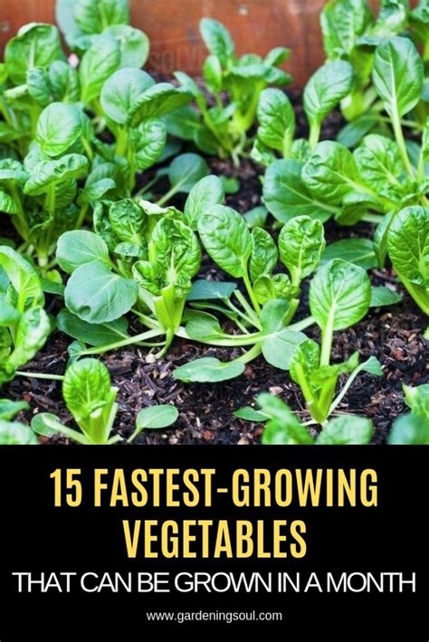 15 Fastest Growing Vegetables That Can Be Grown In A Month