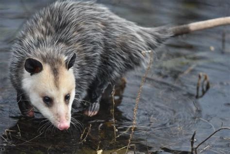 Wec426uw471 Wildlife Of Florida Factsheet Virginia Opossum
