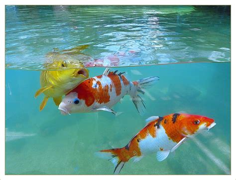 Schöne goldene Koi Karpfen Fische im Wasser Foto & Bild | photography