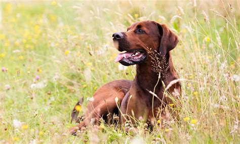 Redbone Coonhound Characteristics Care And Photos Bechewy