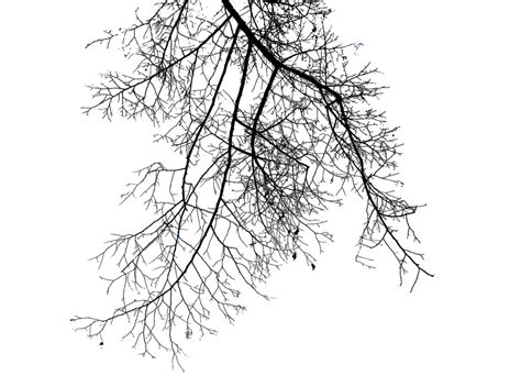 Branch Png Transparent Images Png All