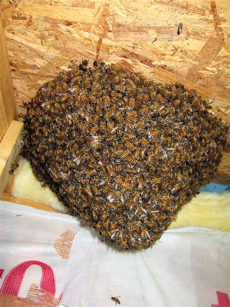 Check spelling or type a new query. ALL Florida Recent Bee Removals: Winter Park Bee Removal