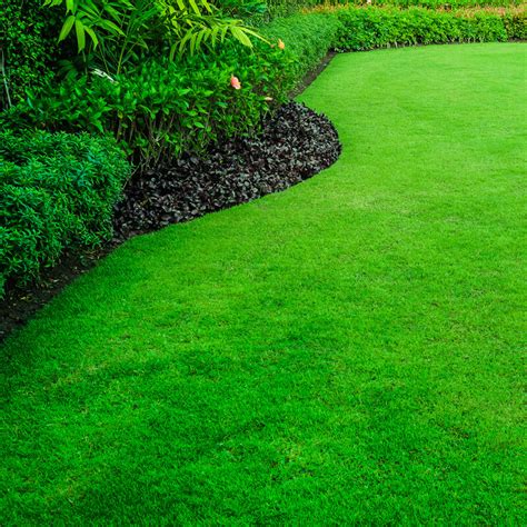 Turf, Instant Lawns & Grass Geelong | Olive Branch Landscaping