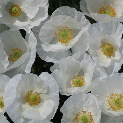 Poppy Bridal White These Are So Incredibly Pretty Home Flowers