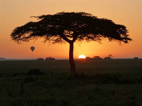 Serengeti Sunrise Acacia Tree In Africa Stock Photos Pictures