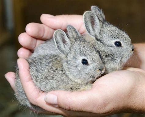 Pygmy Rabbits Are The Smallest Rabbit Species In North America They