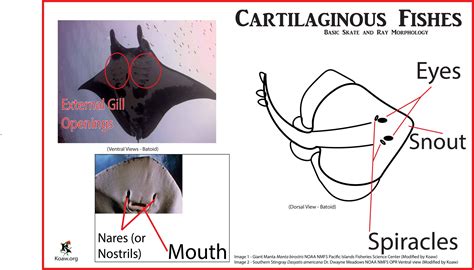 Koaw Illustrations Fish Identification Morphology Anatomy Features