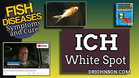 Ich Ick White Spot Disease Freshwater Fish Symptoms And Treatment